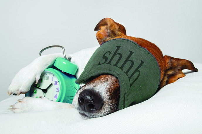 Lustiges Schlafsystem: Hund mit Schlafmaske